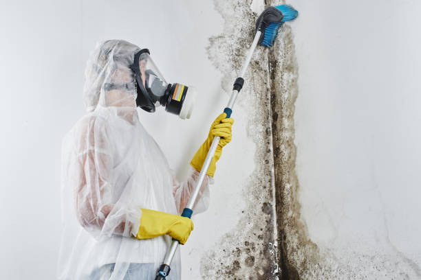 Best Toxic Mold Removal  in Merrimac, VA