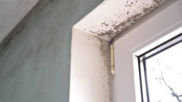 Best Certified Mold Removal  in Merrimac, VA