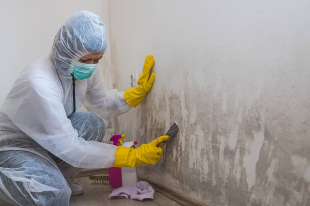Best Office Mold Removal Services  in Merrimac, VA