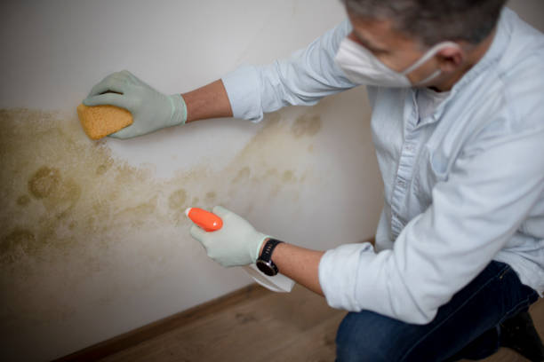 Best Mold Removal Near Me  in Merrimac, VA