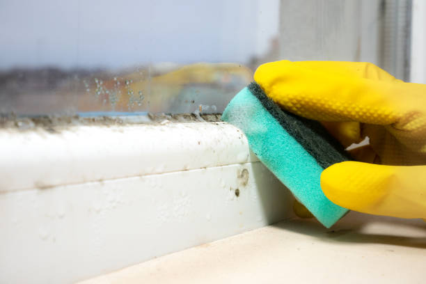 Best Affordable Mold Removal  in Merrimac, VA