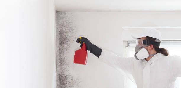 Best Mold Remediation Experts  in Merrimac, VA