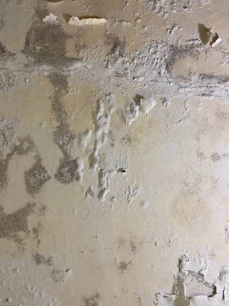 Best Crawl Space Mold Removal  in Merrimac, VA