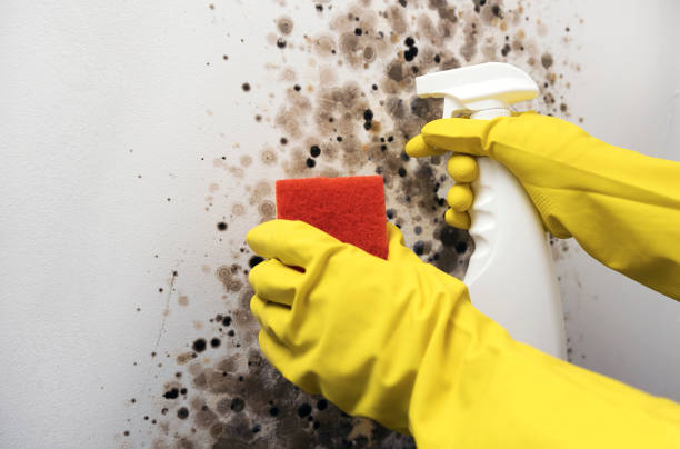 Home Mold Removal in Merrimac, VA
