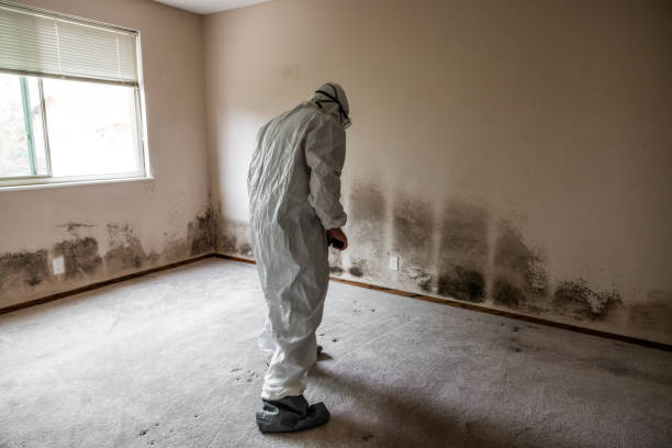 Best Black Mold Removal  in Merrimac, VA