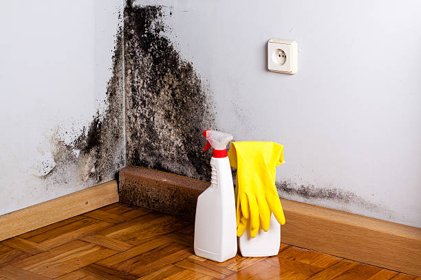 Best Toxic Mold Removal  in Merrimac, VA